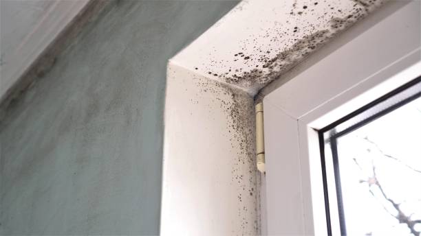 Best Commercial Mold Inspection  in Rutherford, NJ