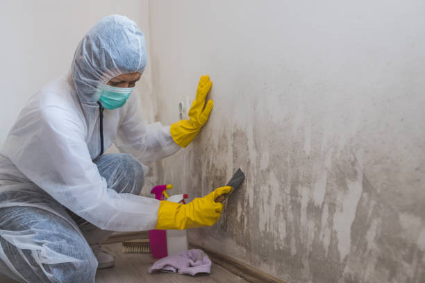 Best Comprehensive Air Testing for Mold Contaminants  in Rutherford, NJ