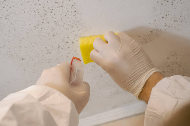 Best Mold Prevention Services  in Rutherford, NJ