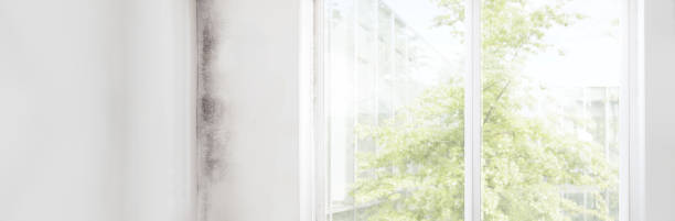 Best Air Quality Testing for Mold Spores  in Rutherford, NJ