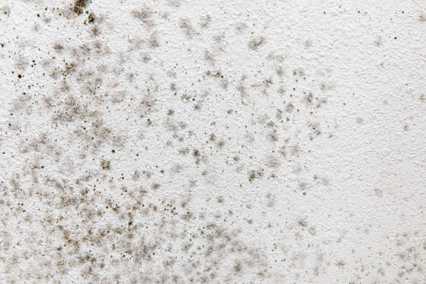Best Mold Damage Restoration  in Rutherford, NJ