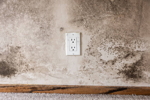 Best Mold Removal for HVAC Installations  in Rutherford, NJ