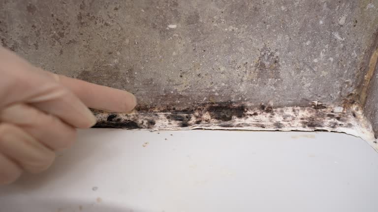 Rutherford, NJ Mold Removal Company
