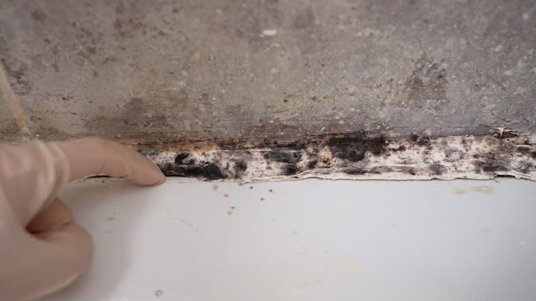 Best Attic Mold Removal  in Rutherford, NJ