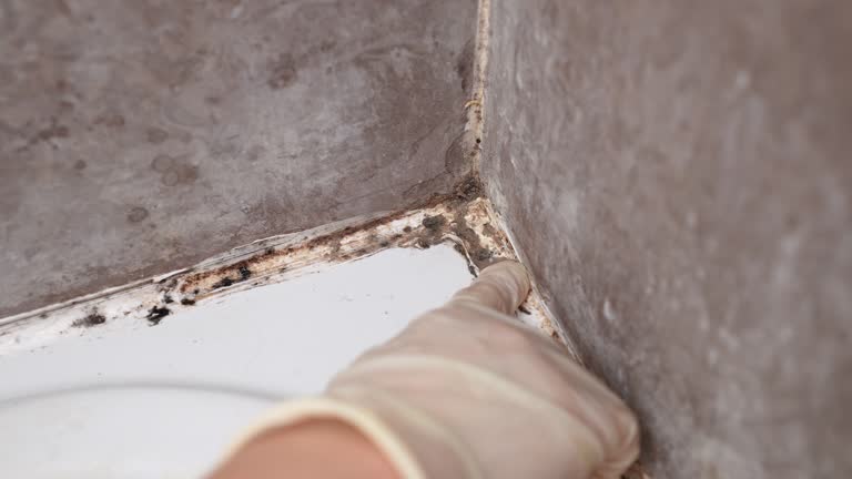 Best HVAC Mold Inspection and Cleaning  in Rutherford, NJ