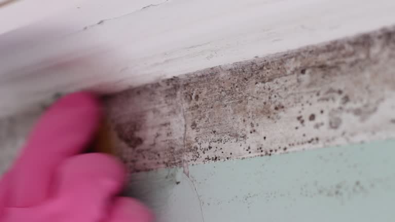 Best Mold Removal for HVAC Installations  in Rutherford, NJ